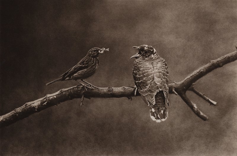 Baumpieper füttert jungen Kuckuck von Richard and Cherry Kearton