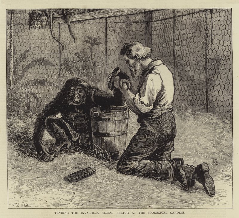 Pflege des Kranken, eine aktuelle Skizze im Zoologischen Garten von Samuel Edmund Waller
