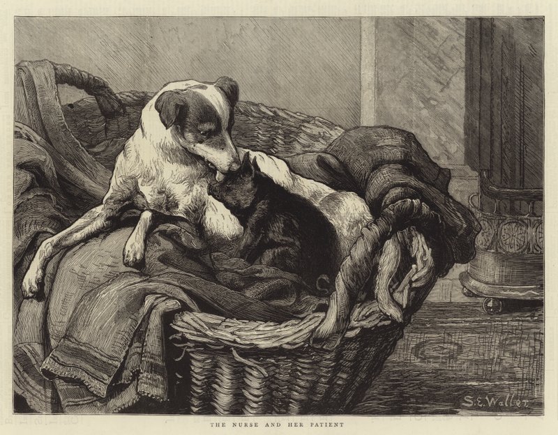 Die Krankenschwester und ihr Patient von Samuel Edmund Waller