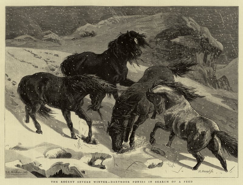 Der letzte strenge Winter, Dartmoor-Ponys auf Futtersuche von Samuel Edmund Waller