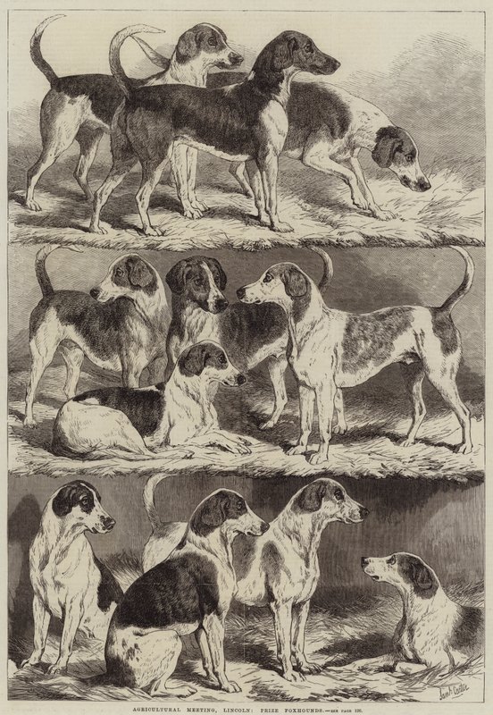 Landwirtschaftliches Treffen in Lincoln, Preis-Foxhounds von Samuel John Carter