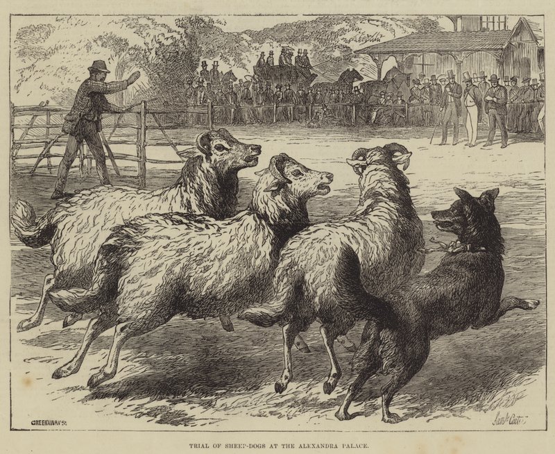 Prüfung von Schäferhunden im Alexandra Palace von Samuel John Carter