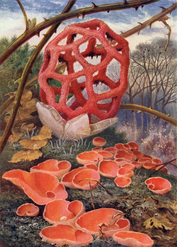 Das Gitterpilz und der Orange Elf-Cup von Theobald Carreras