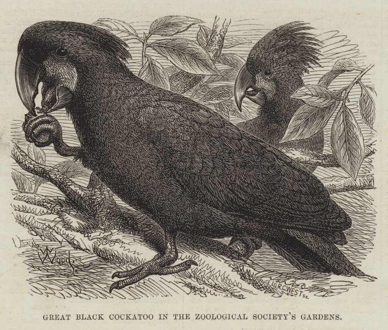 Großer schwarzer Kakadu in den Gärten der Zoologischen Gesellschaft von Thomas W. Wood