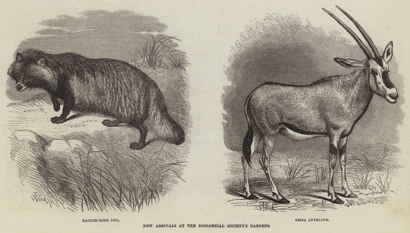 Neue Ankünfte im Zoologischen Garten von Thomas W. Wood