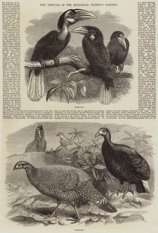 Neue Ankünfte im Zoologischen Garten der Gesellschaft von Thomas W. Wood