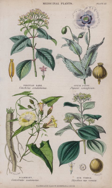 Chinarinde; Schlafmohn; Scammony; Brechnuss (farbiger Stich) von W. Fitch