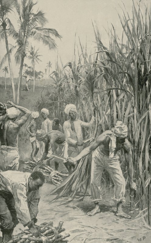 Trinidad-Kulis bei der Arbeit auf einem Zuckerrohrfeld von Walter Stanley Paget