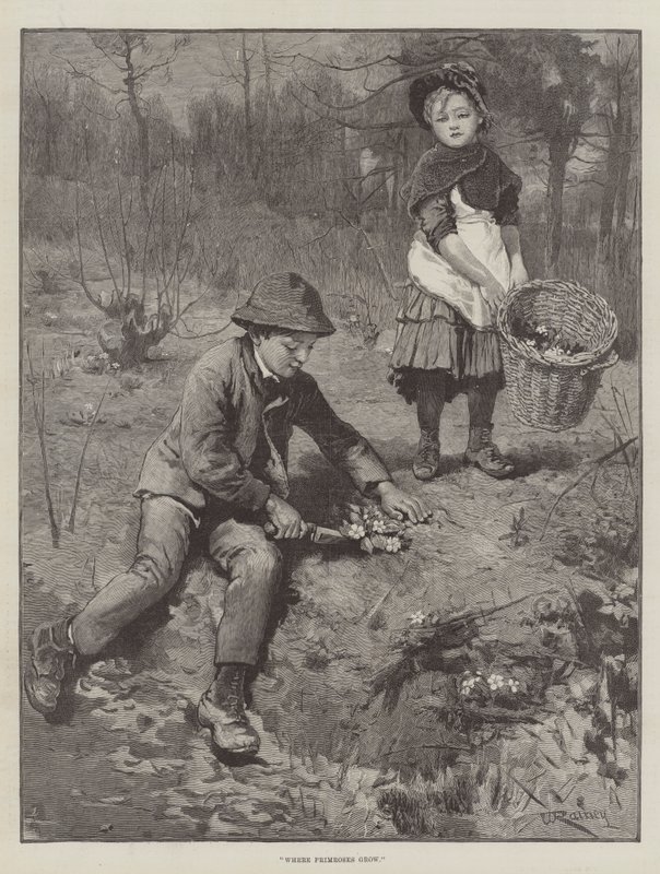 Wo Primeln wachsen von William Rainey