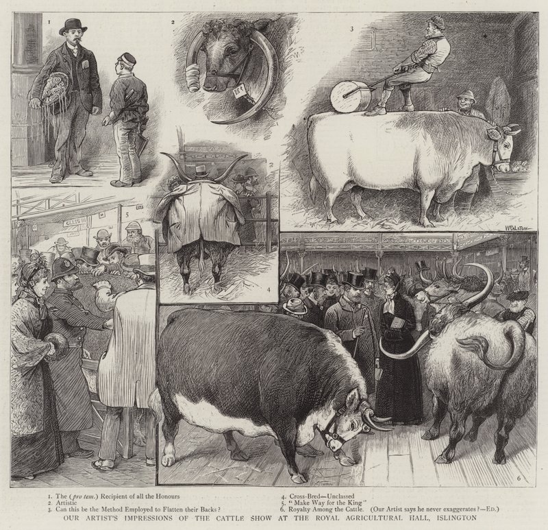 Eindrücke unseres Künstlers von der Viehschau in der Royal Agricultural Hall, Islington von William Ralston