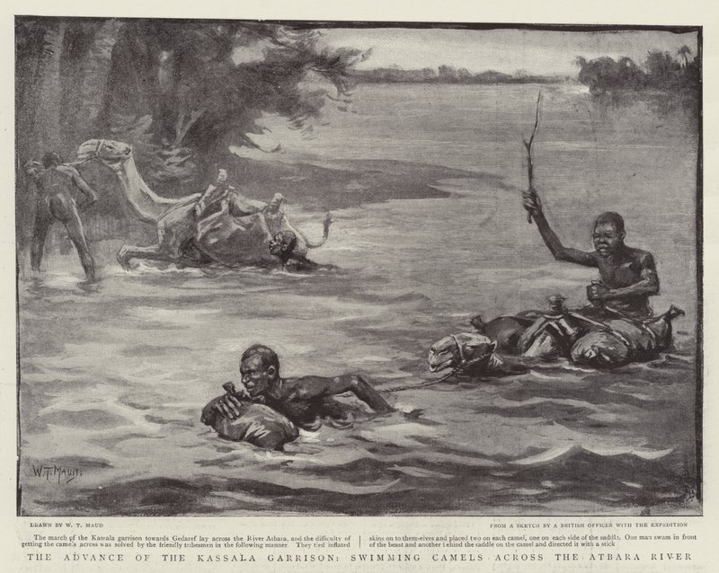 Der Vormarsch der Kassala-Garnison, Kamele schwimmen über den Atbara-Fluss von William T. Maud
