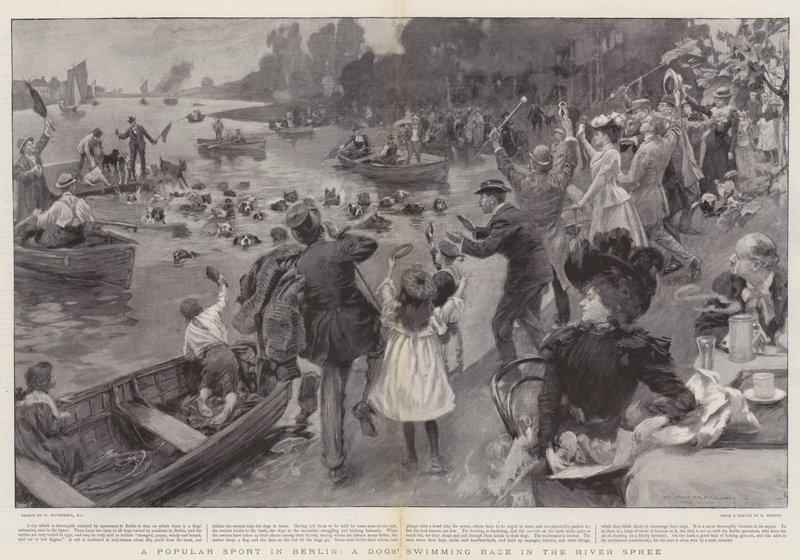 Ein beliebter Sport in Berlin, ein Hundeschwimmrennen in der Spree von William Hatherell