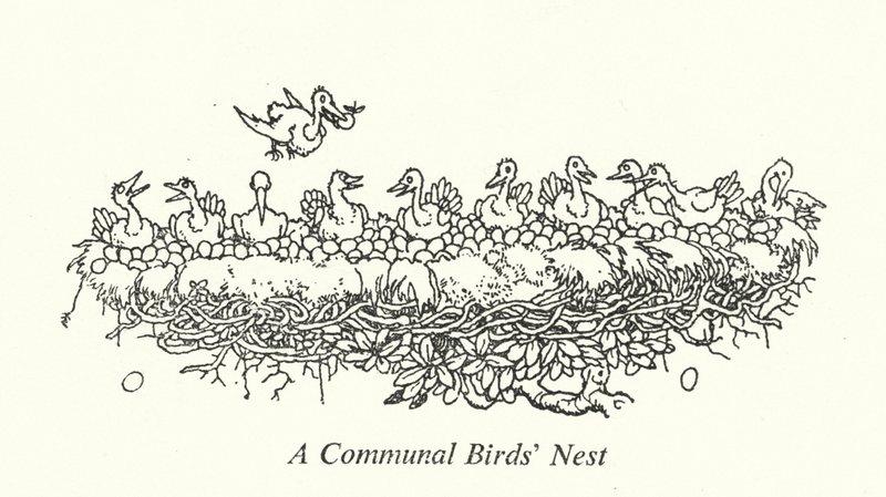 Ein Gemeinschaftsnest von Vögeln von William Heath Robinson