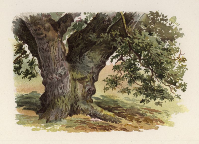 Bäume: Die Eiche (Farblitho) von William Henry James (after) Boot