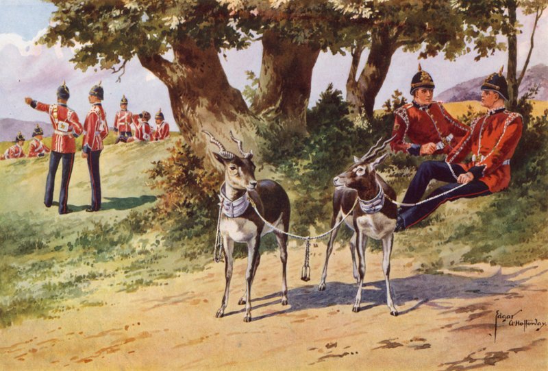 Die Haustier-Antilopen des Royal Warwickshire Regiments von after Edgar Alfred Holloway