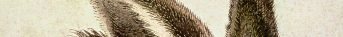Feldhase (Albrecht Dürer), Detail: Aufgerichtete Ohren