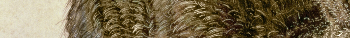 Feldhase (Albrecht Dürer), Detail: Fellzeichnung am Rücken