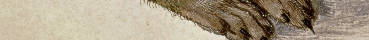 Feldhase (Albrecht Dürer), Detail: Vorderpfoten und Brustfell