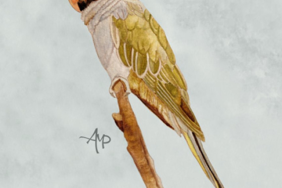 Angeles M. Pomata
