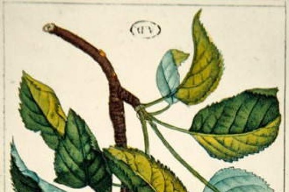 Ernestine after Panckoucke