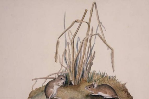 William MacGillivray