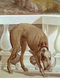 Hund auf einem Balkon (Fresko Detail)