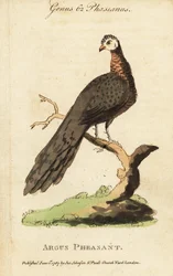 Großer Argusfasan, Argusianus argus