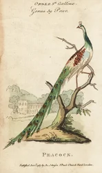 Indischer Pfau, Pavo cristatus