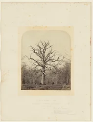 Eiche von Königin Anne