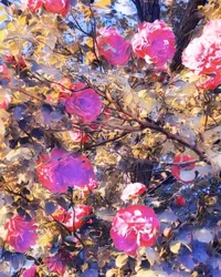 Rosen für die Jungfrau Maria