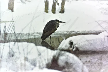 Graureiher im Schnee