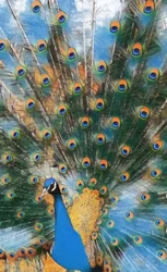 Pfau