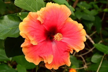 Gefangene Rosen vor weichem natürlichem und künstlerischem Hintergrund.