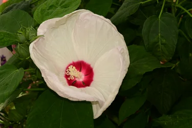 Gefangene Rosen vor weichem natürlichem und künstlerischem Hintergrund.