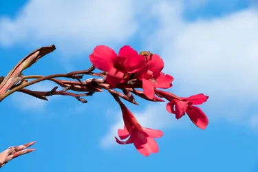 Gefangene Rosen vor weichem natürlichem und künstlerischem Hintergrund.