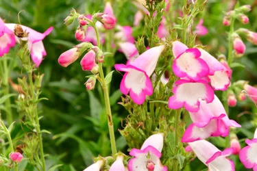Gefangene Rosen vor weichem natürlichem und künstlerischem Hintergrund