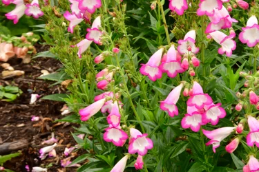 Gefangene Rosen vor weichem natürlichem und künstlerischem Hintergrund