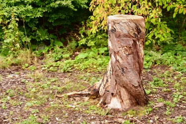 Natur Landschaft
