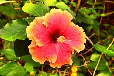 Florale Kunst