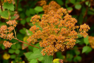 Blumenkunst im Ölmalstil