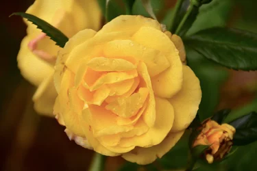 Florale Kunst