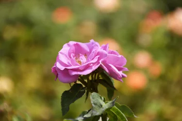 Florale Kunst
