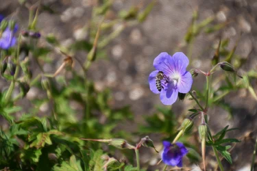 Blumenbild in Ölmalerei-Stil