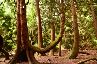 Naturwald in Ölmalerei-Stil
