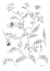 Hummel und Wildblumenstudie