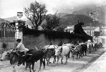 Einige Ochsen, die für den Transport von Marmor aus den Apuanischen Steinbrüchen verwendet werden, werden auf einer Straße in Carrara geführt