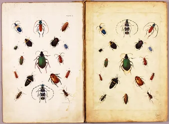 INSEKTEN - Farbige Käfer, Landschaft, Studienmappe für das Buch Concealing Coloration in the Animal Kingdom