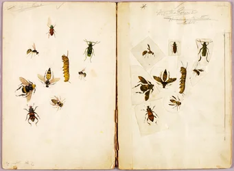 Insekten, koloriert, Studienmappe für das Buch „Concealing Coloration in the Animal Kingdom“