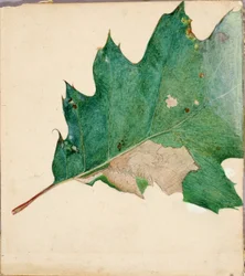 Oligocentra lignicolor, Walker, Studie für das Buch Concealing Coloration in the Animal Kingdom
