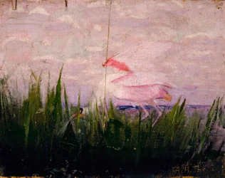 Rosalöffler, Studie für das Buch Concealing Coloration in the Animal Kingdom, ca. 1905-1909